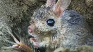 Малый тушканчик (Allactaga elater) - Small Five-toed Jerboa | Film Studio Aves