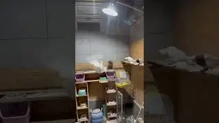 Пискун бусый