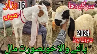 Bhains Colony Bakra Mandi | Rates Update | Goat farming | livestock  Kamori | Sheep | 21-July-2023