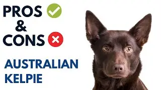 Australian Kelpie Pros and Cons | Kelpie Dog Advantages and Disadvantages