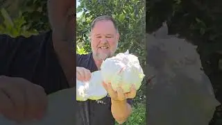 How Much JUICE is in ONE Pomelo? | Self Sufficient Me