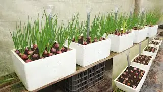 Growing green onions at home in foam boxes gives unexpected productivity if you know this method