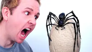 GIANT SPIDER EGG HATCHES!