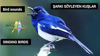 Dinlendirici Kuş Sesleri | Bird Sounds Like a Documentary #natural #animalsounds #relaxingmusic