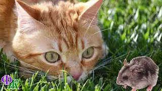 - Скизи, брось каку! У тебя диета! - но КОТ уже прижал лапой добычу и облизал её с ног до головы