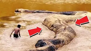 Biggest snakes in the world | top 10 biggest snakes