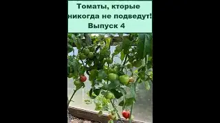 ТОМАТЫ, КОТОРЫЕ НИКОГДА НЕ ПОДВЕДУТ! ВЫПУСК 4