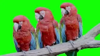 green screen parrots | close up parrots | wild red parrots | parrot  birds free green screen