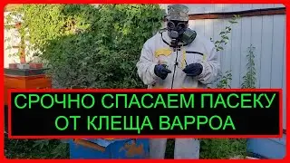 Срочное лечение варроатоза пчел в экстренных случаях. Видео по пчеловодству для начинающих 2022