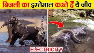 अद्भुत जानवर जो वास्तव में बिजली का उपयोग करते हैं | Amazing animals who actually use electricity