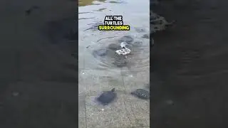 This turtle needed help so his friends rescued him❤️