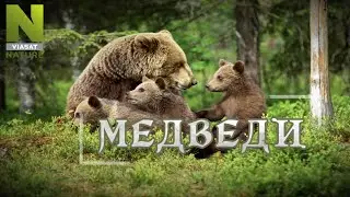 Как выживают Медведи?! Удивительная природа, дикие животные. 