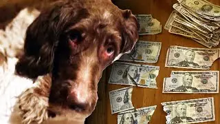 Family Dog Eats $4,000 in Cash