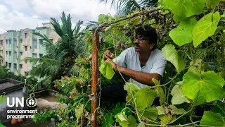 Urban agriculture offers a solution to the food crisis of the future