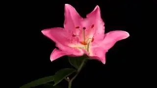 tylpan 14