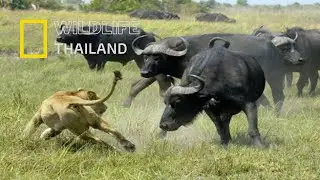 ควายป่าแอฟริกัน  ผู้เป็นฝันร้ายของสิงโตราชาแห่งป่า |สารคดีสัตว์ WILDLIFE