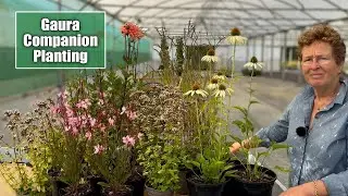 Companion Planting for Gaura/Oenothera Ideas | How To Build A Garden Border