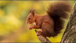 Белка 🐿️