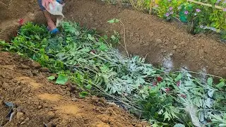 Build a Water-Retaining Garden Bed That FEEDS Your Plants for YEARS