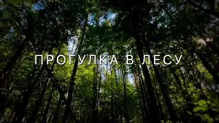 Audio Landscape. A walk in the woods. Butovo forest park. ASMR [without music]