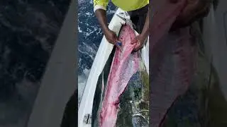 Cleaning Dolphin in Record Time! 