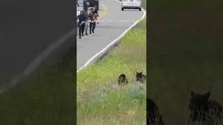 Tourists sprint toward bear and cubs in Yellowstone