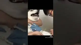 Смешная реакция собак на уколы и не только собак