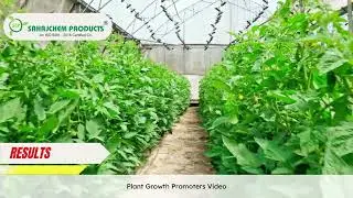 Sahajchem Products- Plant Growth Promoter results