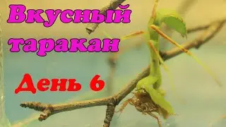 Богомол Богдан и домашний таракан. День 6