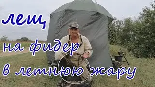 Лещи фидером , раскормил и наловил