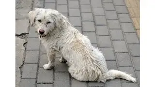 Умный пёс с грязной шерстью сам пришёл под двери к ветеринару и попросил помощи