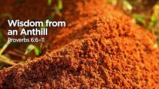 Wisdom from an Anthill | Pastor Steve Gaines