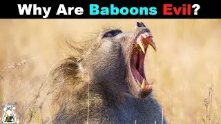 The Dark Truth About Baboons