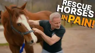 Rescue Horses get 2nd Lease on Life! ~ Chiropractic Adjustments at Bergen County Horse Rescue