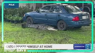 Gator hangs out outside Polk County home