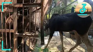 Мишка Потап и его друг лось Степа в 