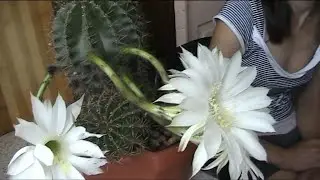 КАК  ЦВЕТЕТ  МОЙ  КАКТУС