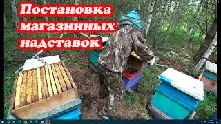 СТАВЛЮ МАГАЗИНЫ НЕДОСТАЮЩИМ ПЧЕЛОСЕМЬЯМ НА СВОИХ ТОЧКАХ