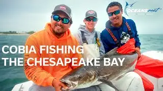 CHUMMING For Massive COBIA in Virginia