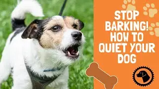 STOP BARKING! How to Stop My Dogs Incessant Barking | DOG BLOG 🐶 #BrooklynsCorner