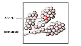 Gas Exchange in Alveoli Animation - Pathway of Air through Respiratory System Video – How Lungs Work