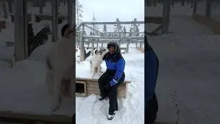 Playing with the cutest HUSKIES in LAPLAND! 😍 