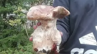 Белый гриб. Мутант😮.