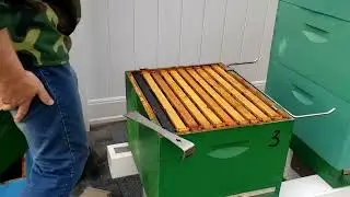 весенний осмотр улий #3