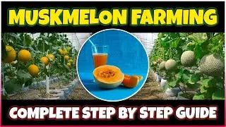 Muskmelon Farming | How to grow Cantaloupe(Cucumis melo) at Home | Cantaloupe Cultivation