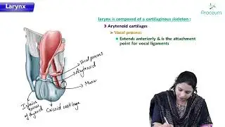 Larynx ( Part 2 ) : Head and neck Anatomy : MBBS Lecture