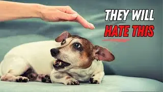 9 Surprising Things Jack Russells Absolutely HATE