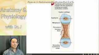 A&P 1 (PHYL 141) | Bone | Endochondral Ossification