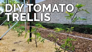 3 DIY Tomato Trellis Ideas, Perfect for ANY Budget 🍅