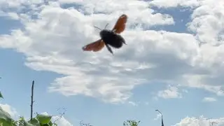 Бджола Тесляр — велика чорна/синя бджола - Ксилокопа/Carpenter Bee - Large black/blue bee - Xylokopa